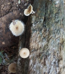 Lentinus flexipes