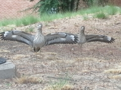 Burhinus capensis capensis