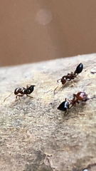 Crematogaster laeviuscula