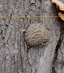 Agrobacterium radiobacter