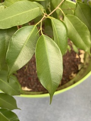 Ficus