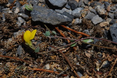 Lotus longisiliquosus