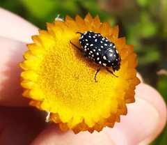 Oxythyrea marginalis