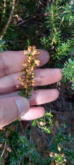 Erica vagans