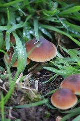 Macrocystidia cucumis