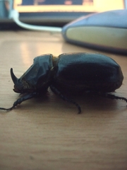 Oryctes rhinoceros