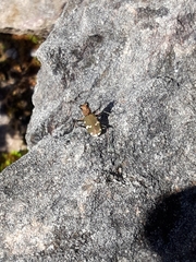 Cicindela sylvicola