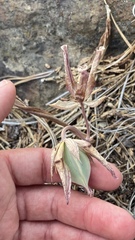 Calochortus persistens