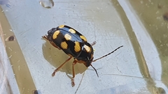 Cryptocephalus