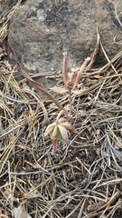 Calochortus persistens