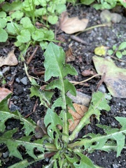Crepidinae