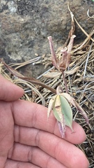 Calochortus persistens