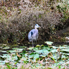 Ardea herodias herodias