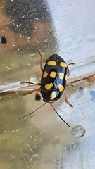 Cryptocephalus