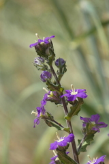 Legousia speculum-veneris