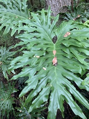 Thaumatophyllum bipinnatifidum