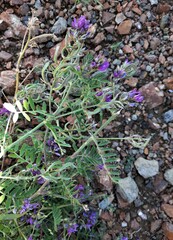 Astragalus davuricus