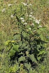 Verbesina microptera