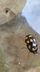 Cryptocephalus
