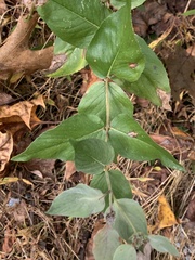 Pycnanthemum muticum