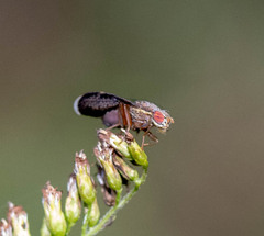 Eutreta noveboracensis