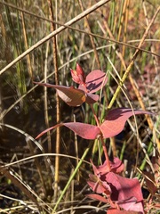Hypericum virginicum