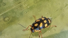 Cryptocephalus