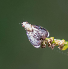 Eutreta noveboracensis