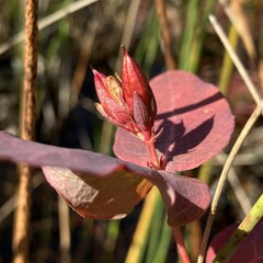 Hypericum virginicum