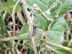 Spodoptera eridania