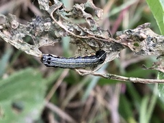 Spodoptera eridania