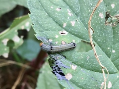 Spodoptera eridania