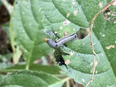 Spodoptera eridania