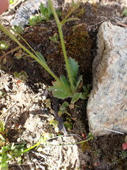 Micranthes ferruginea