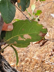 Quercus arizonica