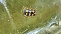 Cryptocephalus