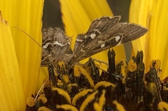 Diathrausta