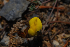 Lotus longisiliquosus