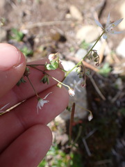 Micranthes ferruginea