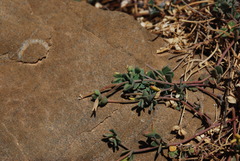 Lotus longisiliquosus