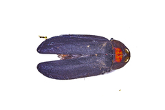 Pyrocoelia formosana