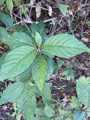 Cephalanthus occidentalis