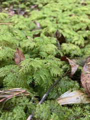 Hylocomium splendens