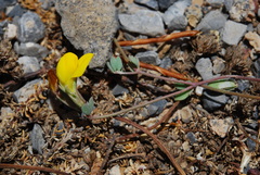 Lotus longisiliquosus