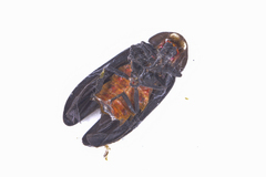 Pyrocoelia formosana