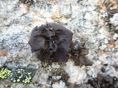 Umbilicaria hyperborea