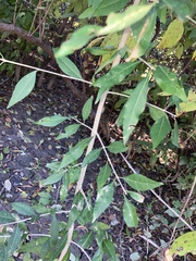 Forestiera acuminata