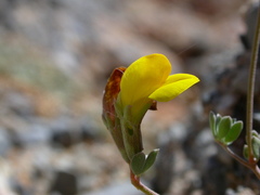 Lotus longisiliquosus