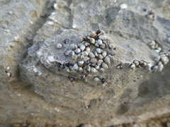 Littorininae