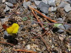 Lotus longisiliquosus